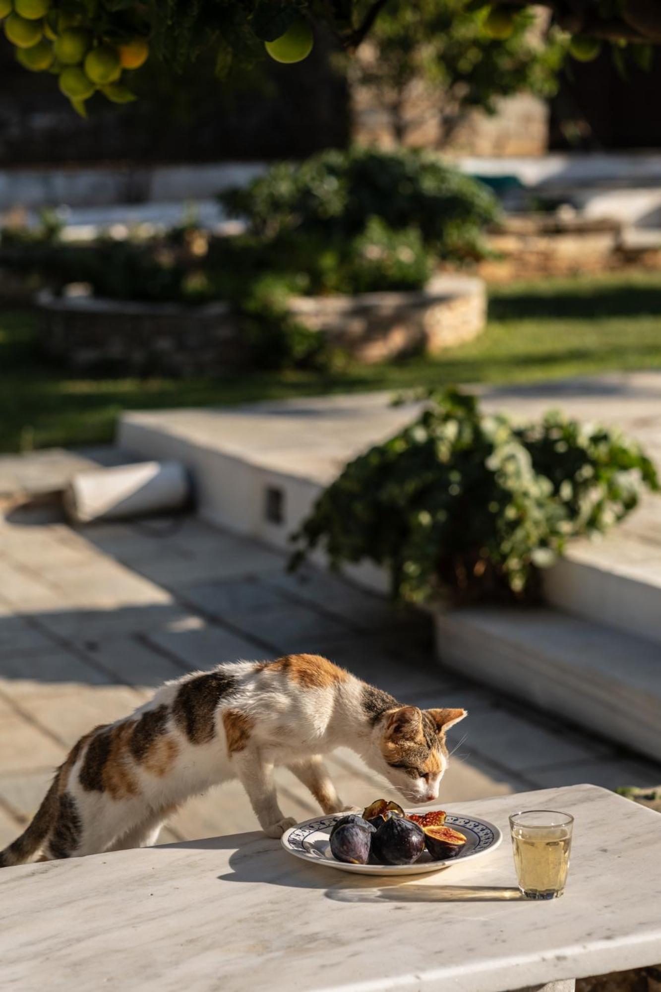 Romano Garden House - Land Tales Agios Romanos Dış mekan fotoğraf